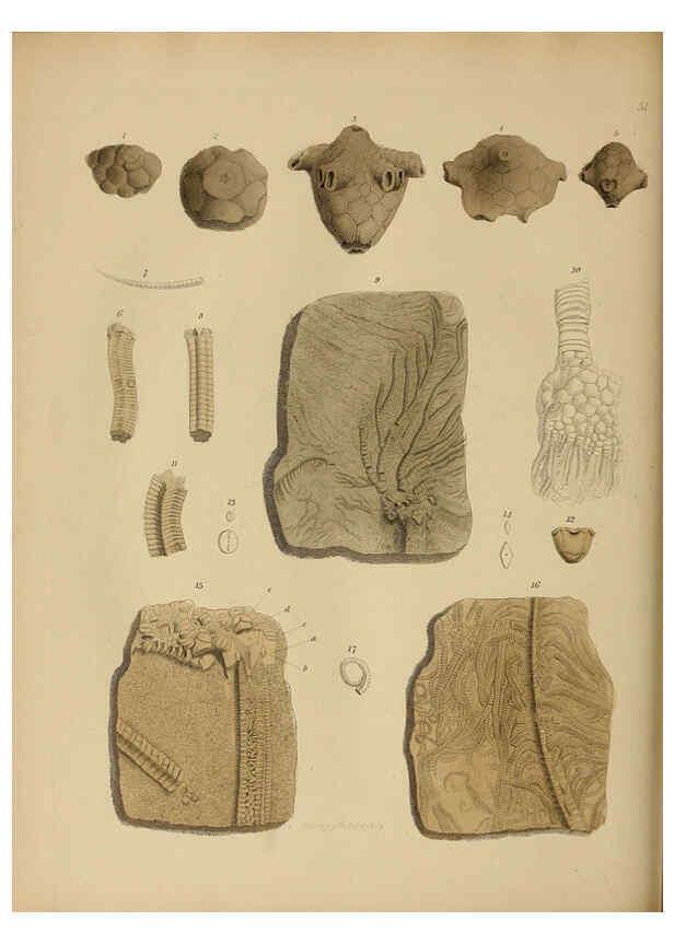 Reproducción/Reproduction 6076967259: A pictorial atlas of fossil remains London :H.G. Bohn,1850