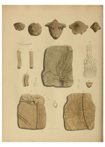 Reproducción/Reproduction 6076967259: A pictorial atlas of fossil remains London :H.G. Bohn,1850