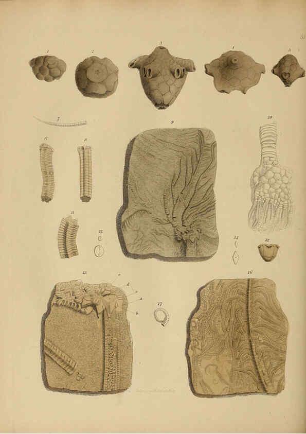 Reproducción/Reproduction 6076967259: A pictorial atlas of fossil remains London :H.G. Bohn,1850