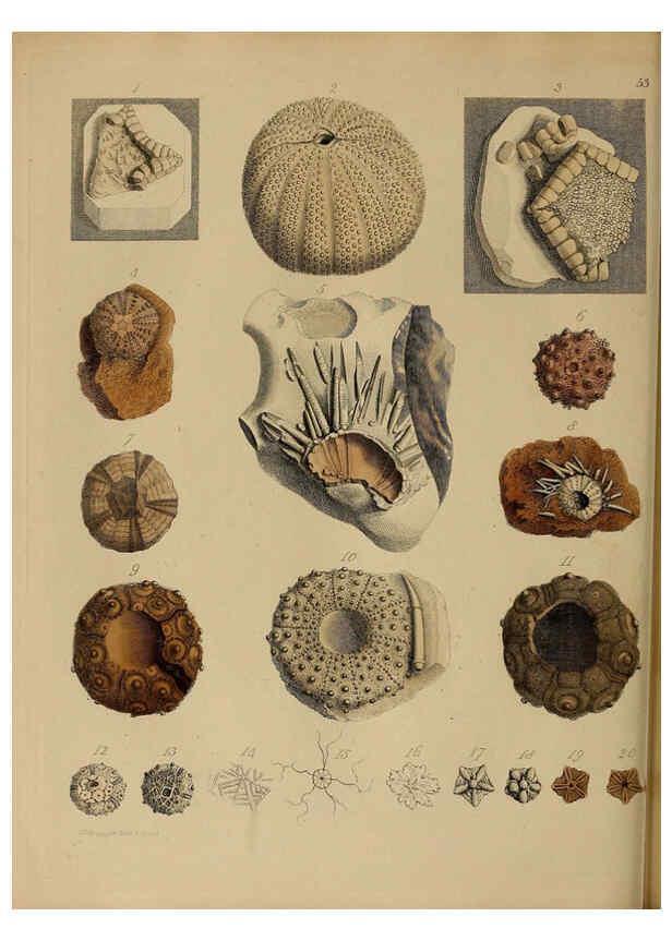 Reproducción/Reproduction 6076967821: A pictorial atlas of fossil remains London :H.G. Bohn,1850