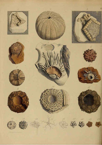 Reproducción/Reproduction 6076967821: A pictorial atlas of fossil remains London :H.G. Bohn,1850