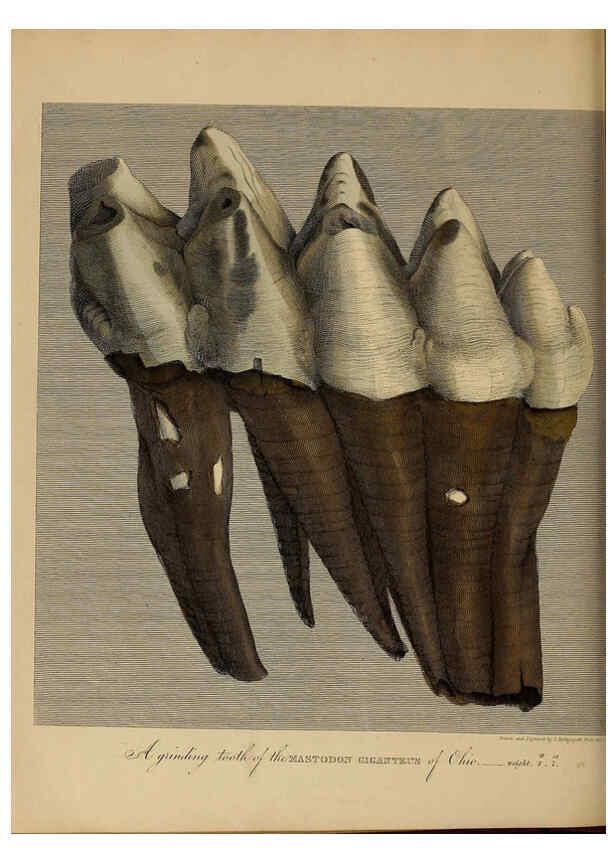 Reproducción/Reproduction 6077512238: A pictorial atlas of fossil remains London :H.G. Bohn,1850