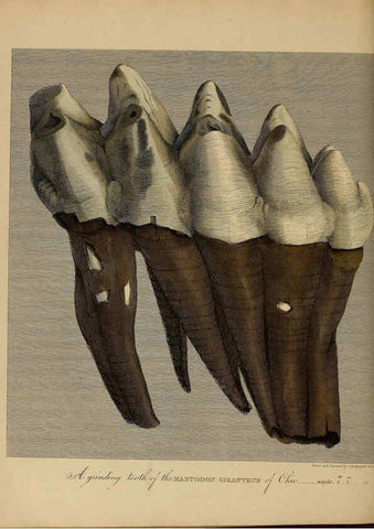 Reproducción/Reproduction 6077512238: A pictorial atlas of fossil remains London :H.G. Bohn,1850