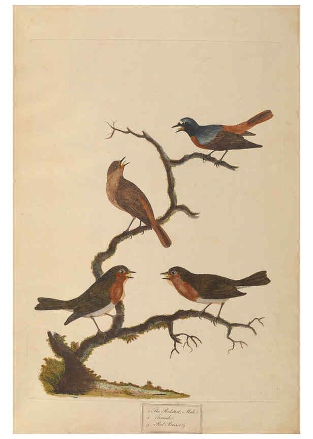 Reproducción/Reproduction 6092231629: A natural history of British birds London :Printed for S. Hooper,1775