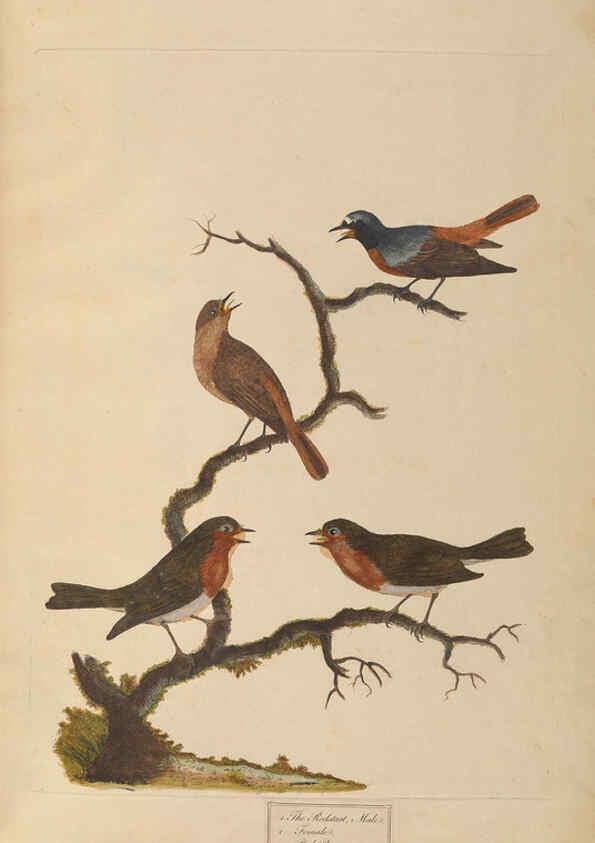 Reproducción/Reproduction 6092231629: A natural history of British birds London :Printed for S. Hooper,1775