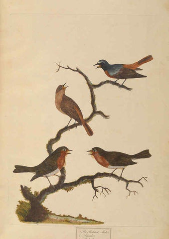 Reproducción/Reproduction 6092231629: A natural history of British birds London :Printed for S. Hooper,1775