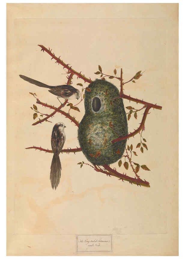 Reproducción/Reproduction 6092771562: A natural history of British birds London :Printed for S. Hooper,1775