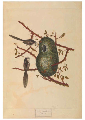 Reproducción/Reproduction 6092771562: A natural history of British birds London :Printed for S. Hooper,1775