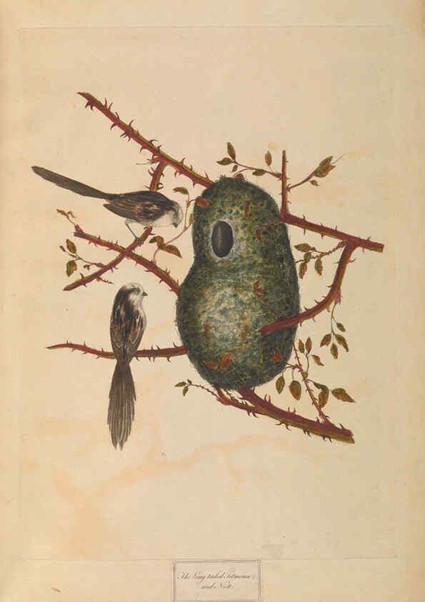 Reproducción/Reproduction 6092771562: A natural history of British birds London :Printed for S. Hooper,1775