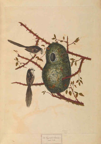 Reproducción/Reproduction 6092771562: A natural history of British birds London :Printed for S. Hooper,1775