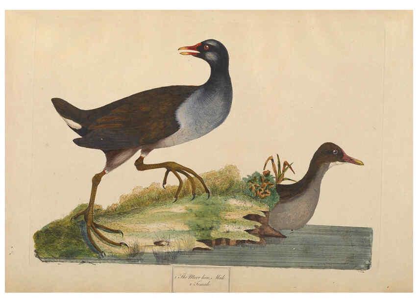 Reproducción/Reproduction 6092232049: A natural history of British birds London :Printed for S. Hooper,1775