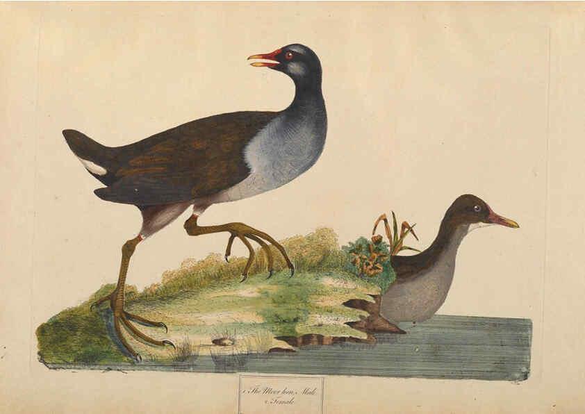 Reproducción/Reproduction 6092232049: A natural history of British birds London :Printed for S. Hooper,1775