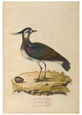 Reproducción/Reproduction 6092771892: A natural history of British birds London :Printed for S. Hooper,1775