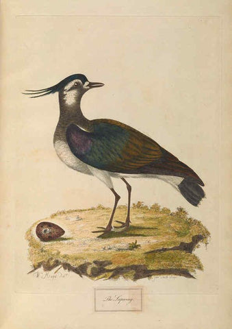 Reproducción/Reproduction 6092771892: A natural history of British birds London :Printed for S. Hooper,1775