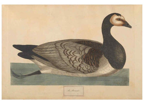 Reproducción/Reproduction 6092772084: A natural history of British birds London :Printed for S. Hooper,1775