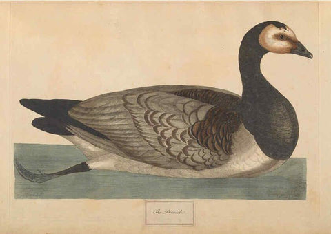 Reproducción/Reproduction 6092772084: A natural history of British birds London :Printed for S. Hooper,1775