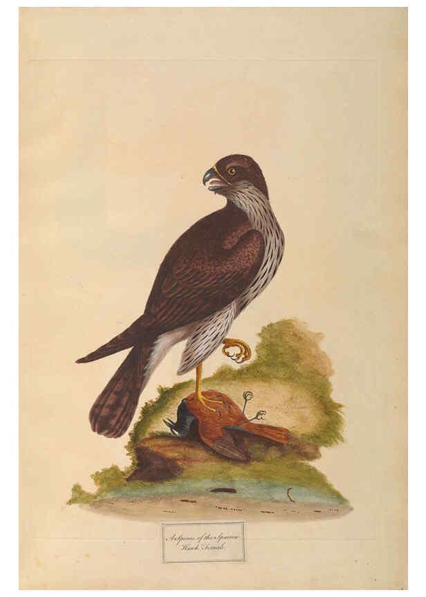 Reproducción/Reproduction 6092772238: A natural history of British birds London :Printed for S. Hooper,1775