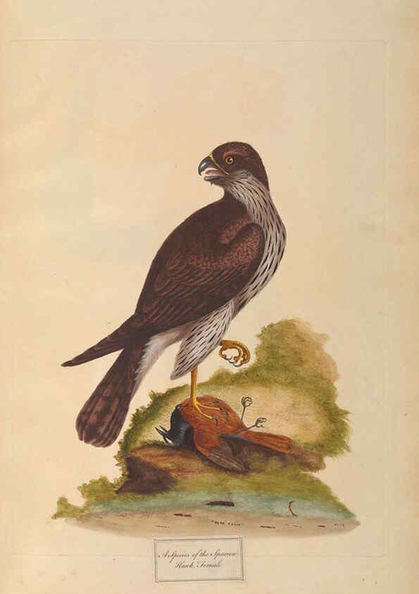 Reproducción/Reproduction 6092772238: A natural history of British birds London :Printed for S. Hooper,1775