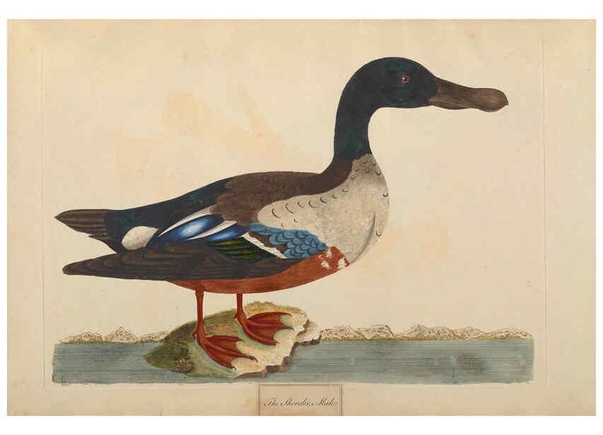 Reproducción/Reproduction 6092772862: A natural history of British birds London :Printed for S. Hooper,1775