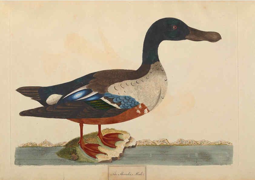 Reproducción/Reproduction 6092772862: A natural history of British birds London :Printed for S. Hooper,1775