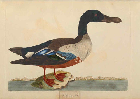 Reproducción/Reproduction 6092772862: A natural history of British birds London :Printed for S. Hooper,1775