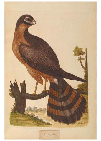 Reproducción/Reproduction 6092773042: A natural history of British birds London :Printed for S. Hooper,1775
