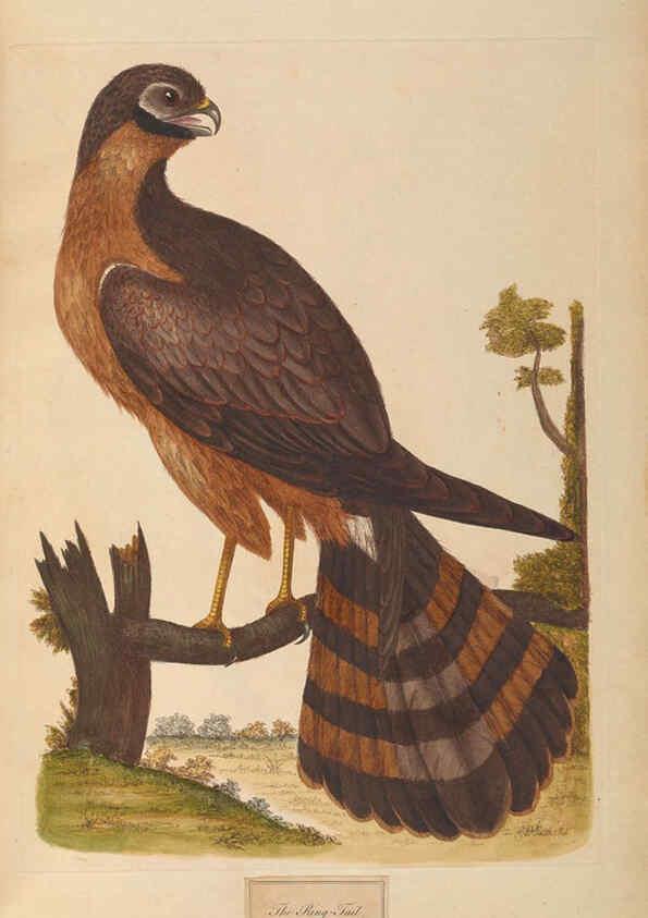Reproducción/Reproduction 6092773042: A natural history of British birds London :Printed for S. Hooper,1775
