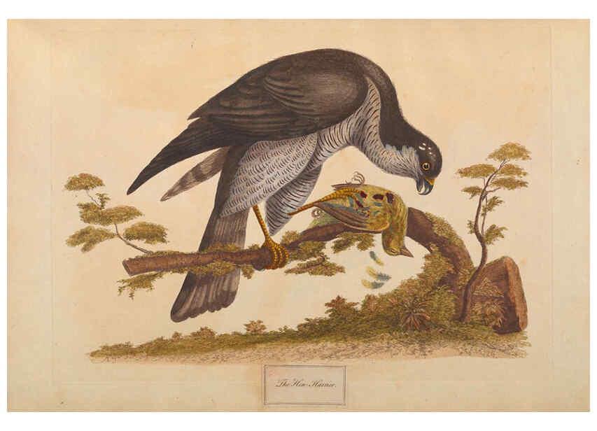 Reproducción/Reproduction 6092773260: A natural history of British birds London :Printed for S. Hooper,1775