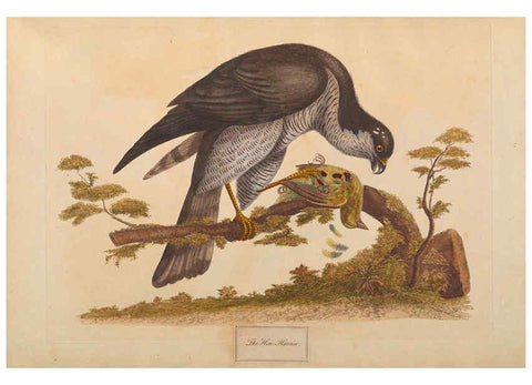 Reproducción/Reproduction 6092773260: A natural history of British birds London :Printed for S. Hooper,1775
