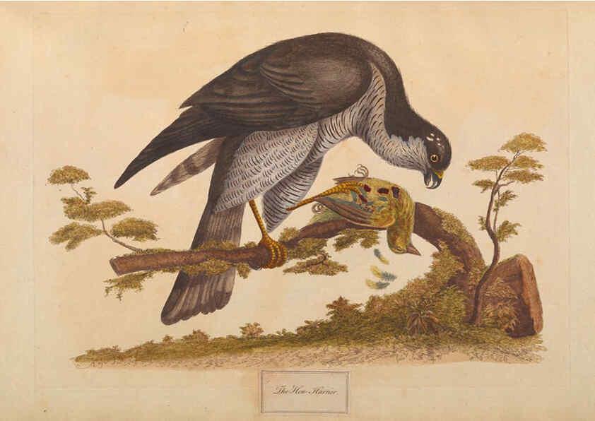 Reproducción/Reproduction 6092773260: A natural history of British birds London :Printed for S. Hooper,1775