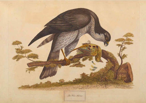 Reproducción/Reproduction 6092773260: A natural history of British birds London :Printed for S. Hooper,1775