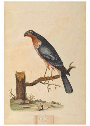 Reproducción/Reproduction 6092773406: A natural history of British birds London :Printed for S. Hooper,1775