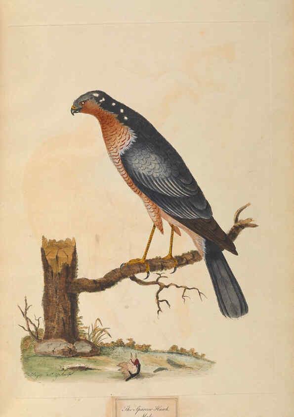 Reproducción/Reproduction 6092773406: A natural history of British birds London :Printed for S. Hooper,1775