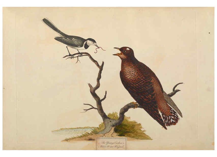 Reproducción/Reproduction 6092773592: A natural history of British birds London :Printed for S. Hooper,1775