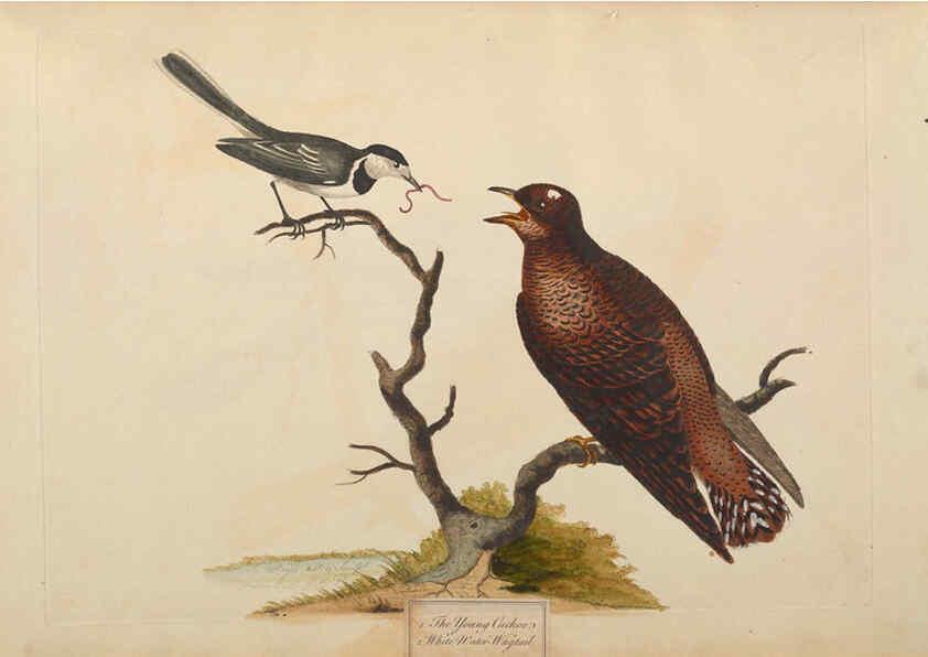 Reproducción/Reproduction 6092773592: A natural history of British birds London :Printed for S. Hooper,1775