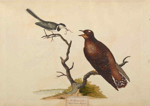 Reproducción/Reproduction 6092773592: A natural history of British birds London :Printed for S. Hooper,1775