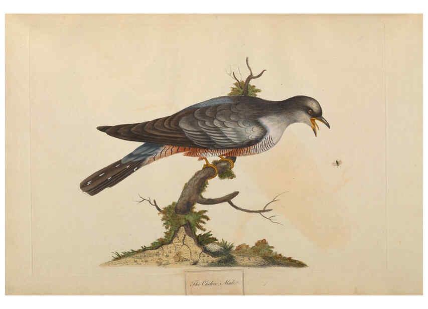 Reproducción/Reproduction 6092773766: A natural history of British birds London :Printed for S. Hooper,1775