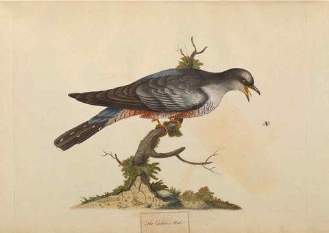Reproducción/Reproduction 6092773766: A natural history of British birds London :Printed for S. Hooper,1775