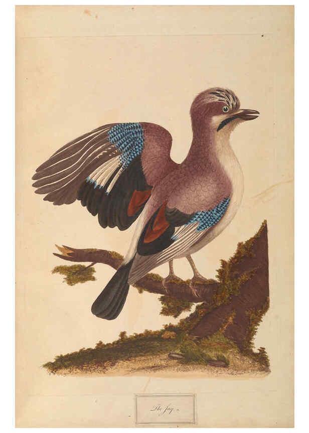 Reproducción/Reproduction 6092774012: A natural history of British birds London :Printed for S. Hooper,1775
