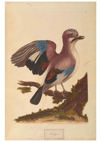 Reproducción/Reproduction 6092774012: A natural history of British birds London :Printed for S. Hooper,1775