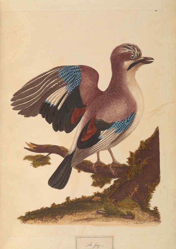 Reproducción/Reproduction 6092774012: A natural history of British birds London :Printed for S. Hooper,1775
