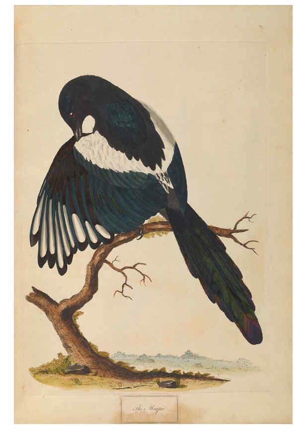 Reproducción/Reproduction 6092774262: A natural history of British birds London :Printed for S. Hooper,1775