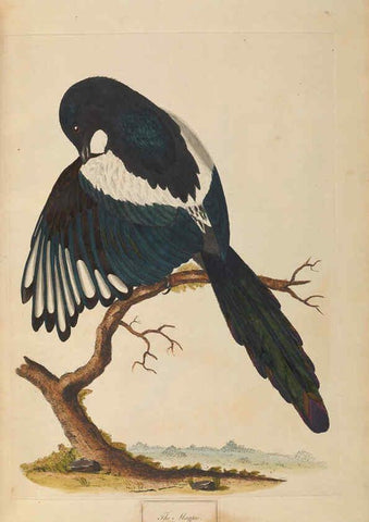 Reproducción/Reproduction 6092774262: A natural history of British birds London :Printed for S. Hooper,1775