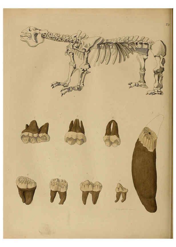 Reproducción/Reproduction 6077511892: A pictorial atlas of fossil remains London :H.G. Bohn,1850