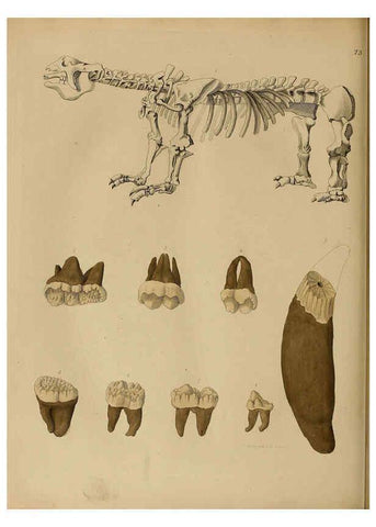 Reproducción/Reproduction 6077511892: A pictorial atlas of fossil remains London :H.G. Bohn,1850