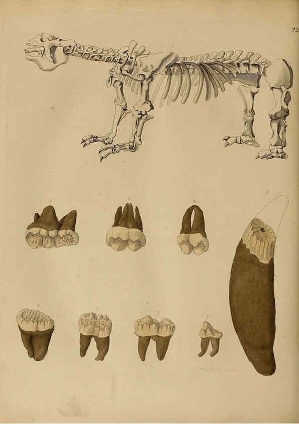 Reproducción/Reproduction 6077511892: A pictorial atlas of fossil remains London :H.G. Bohn,1850
