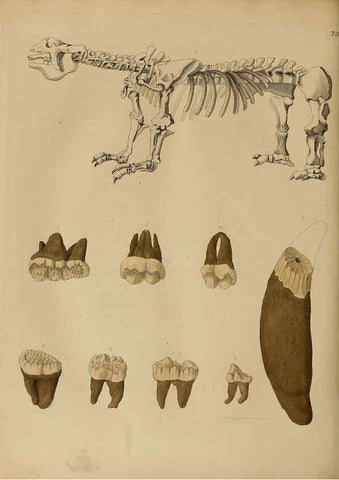 Reproducción/Reproduction 6077511892: A pictorial atlas of fossil remains London :H.G. Bohn,1850