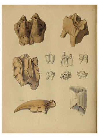 Reproducción/Reproduction 6076973237: A pictorial atlas of fossil remains London :H.G. Bohn,1850