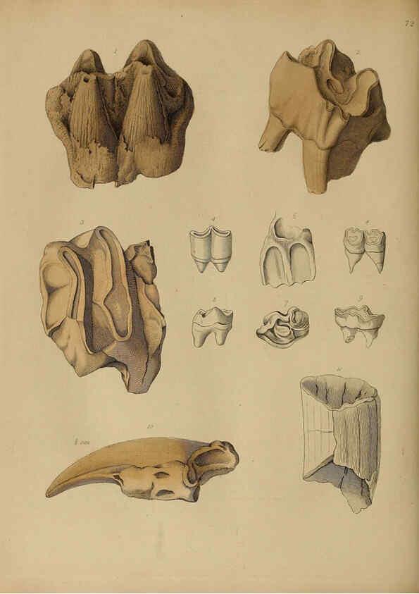 Reproducción/Reproduction 6076973237: A pictorial atlas of fossil remains London :H.G. Bohn,1850
