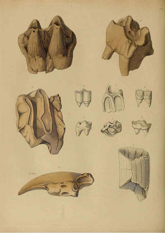 Reproducción/Reproduction 6076973237: A pictorial atlas of fossil remains London :H.G. Bohn,1850
